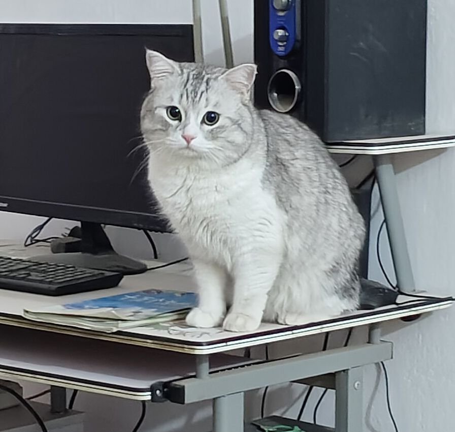A silver tabby cat sitting on a computer desk next to the monitor
