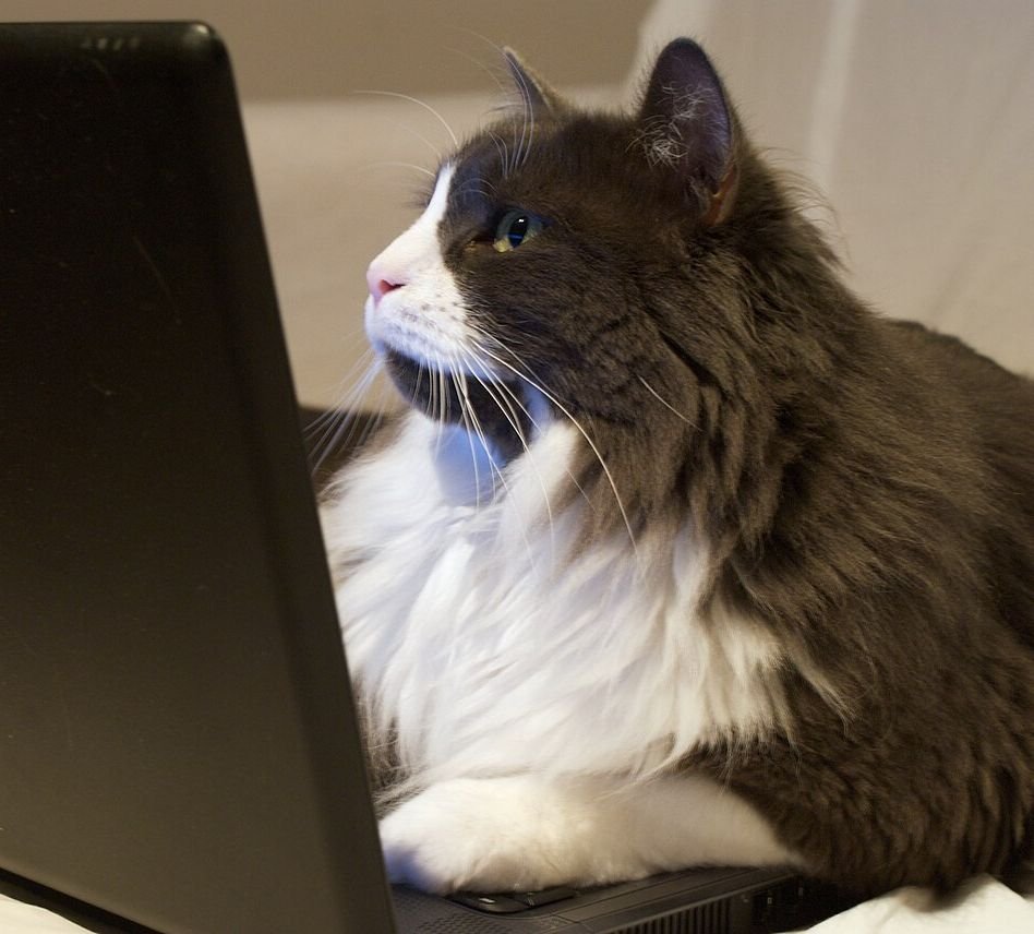 A fluffy grey and white cat staring at a laptop screen