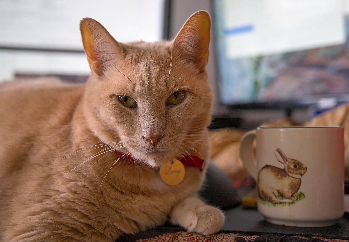 A ginger cat lying on a desk next to a coffee mug, in front of a monitor